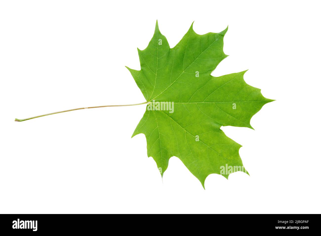 Norway maple (Acer platanoides) juicy spring leaves isolate, clipping path, no shadows. Norway maple branch with leaves isolate. Stock Photo