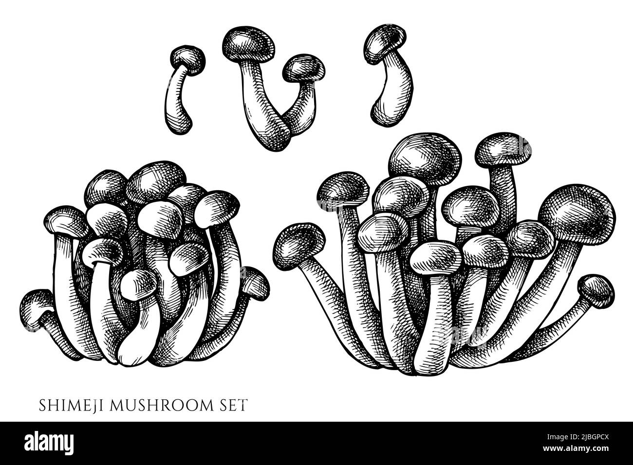 Vector set of hand drawn black and white shimeji Stock Vector Image