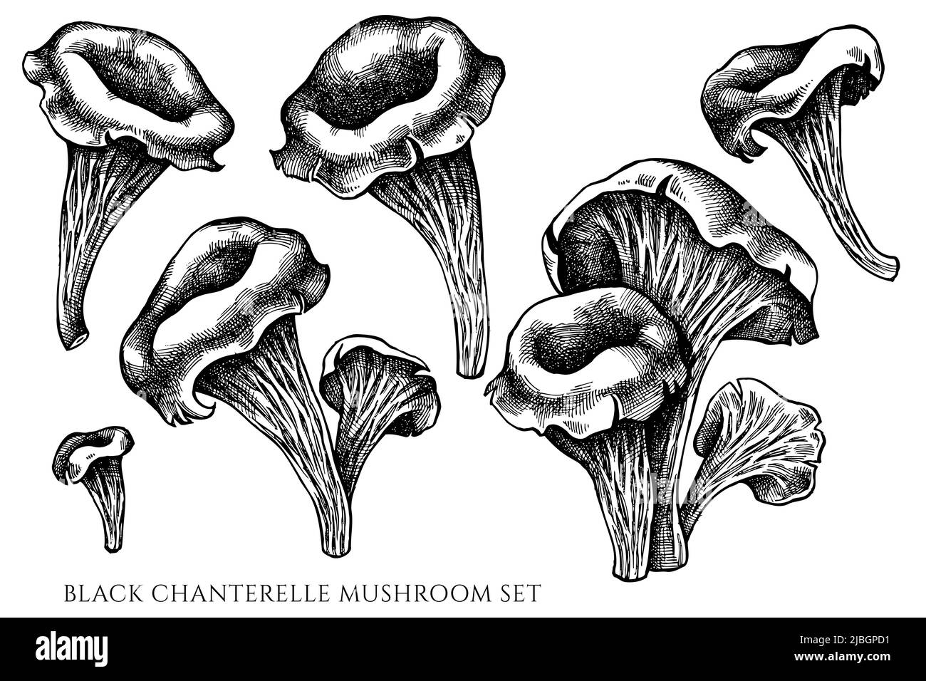 Vector set of hand drawn black and white black chanterelle Stock Vector
