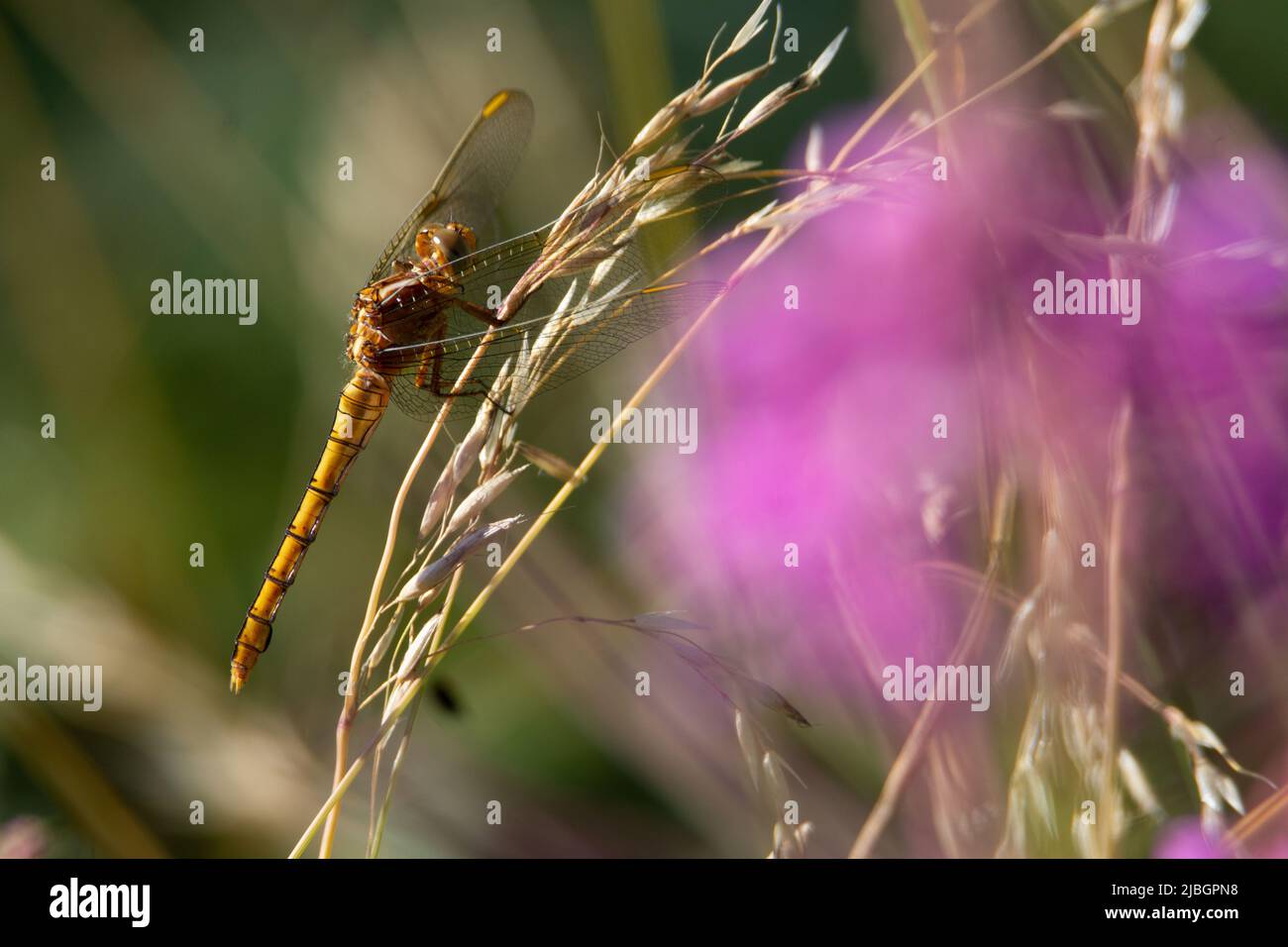 golden dragonfly resting on a dried grass seed head Stock Photo