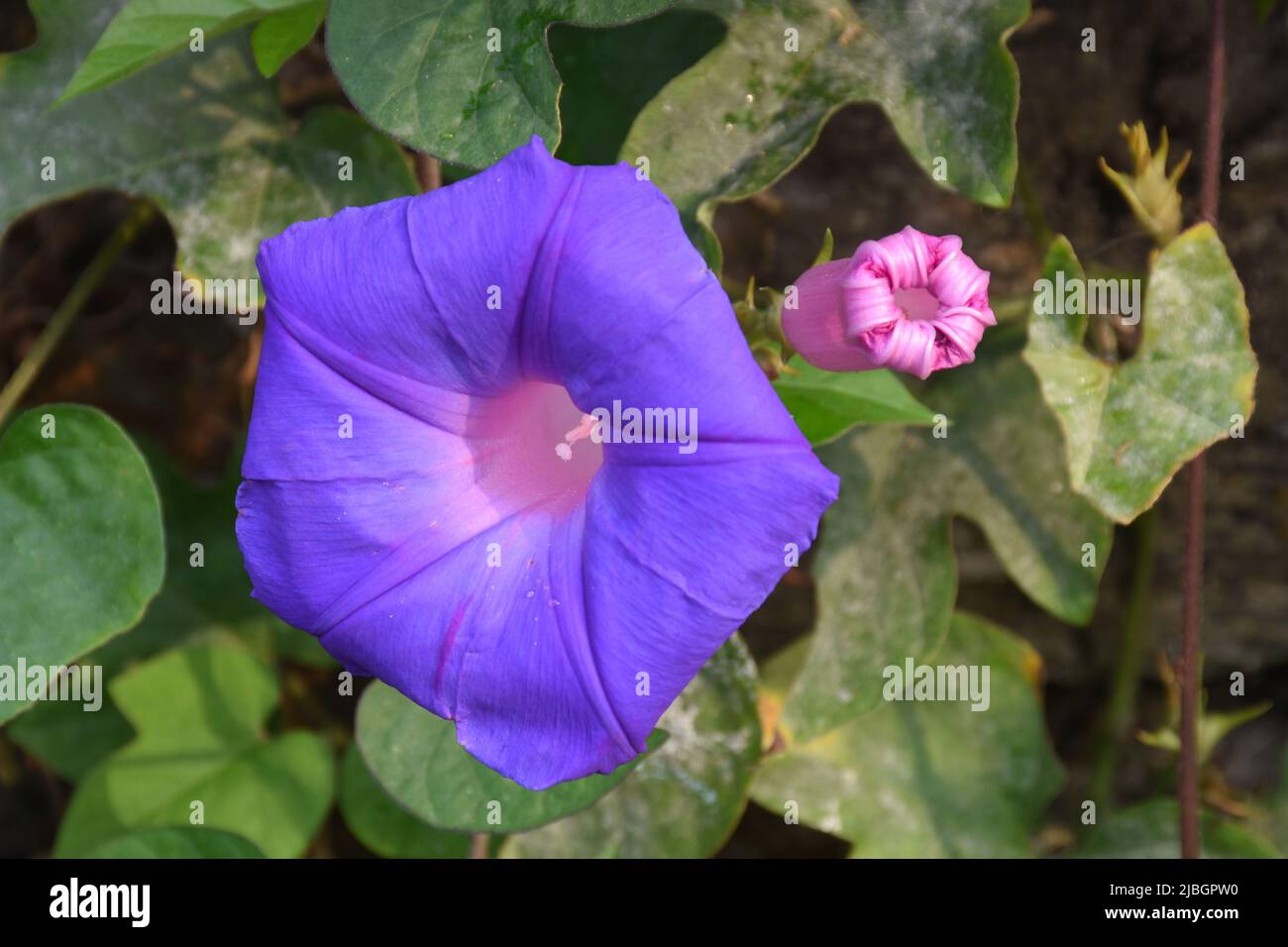 morning glory plants produce attractive funnel-shaped blossoms of various shades like white, red, blue, purple, and yellow Stock Photo