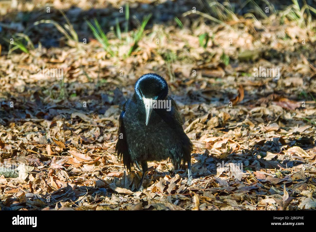 Wintering rooks hi-res stock photography and images - Alamy
