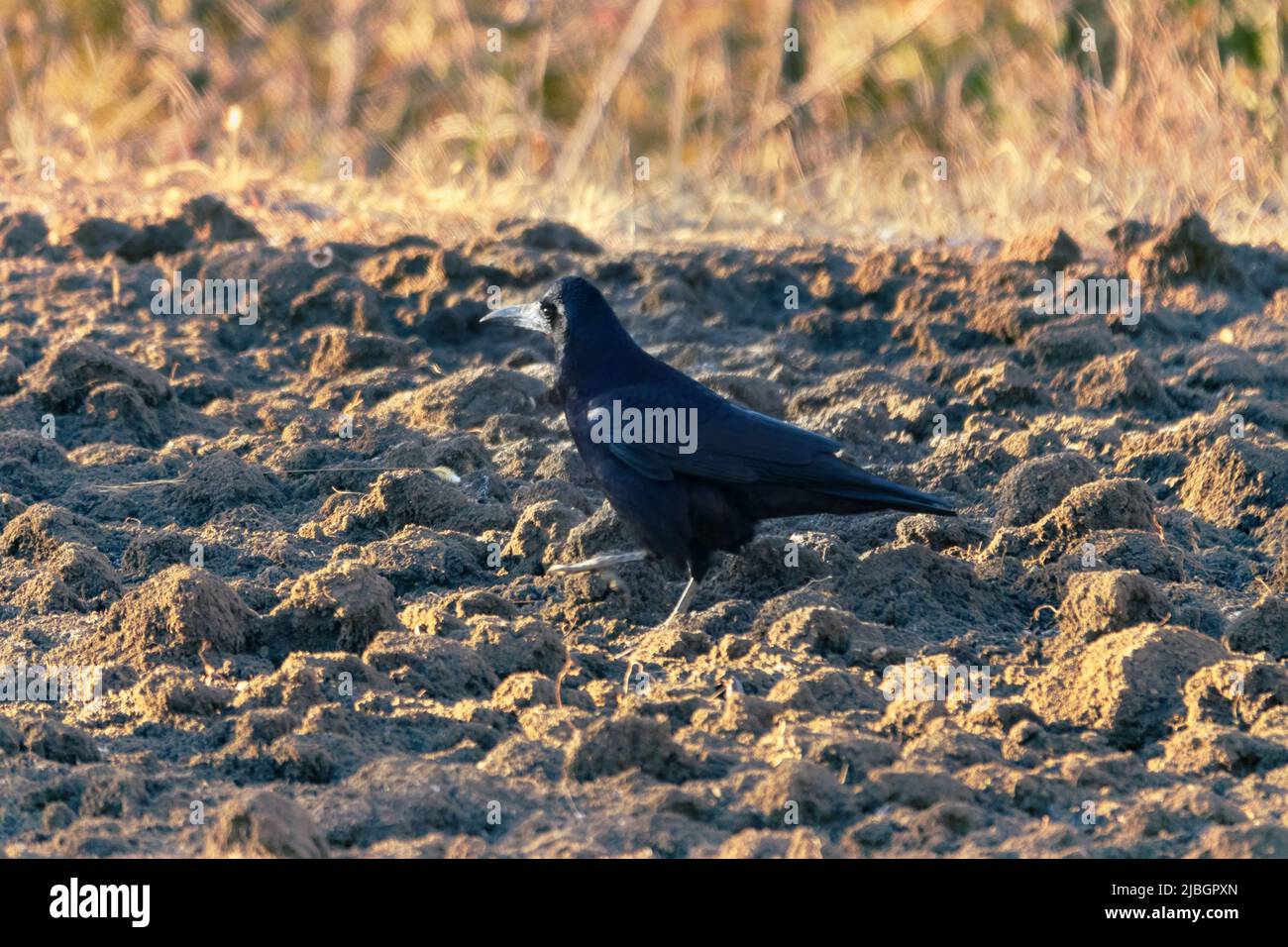 Rooks are very social birds and best scavengers