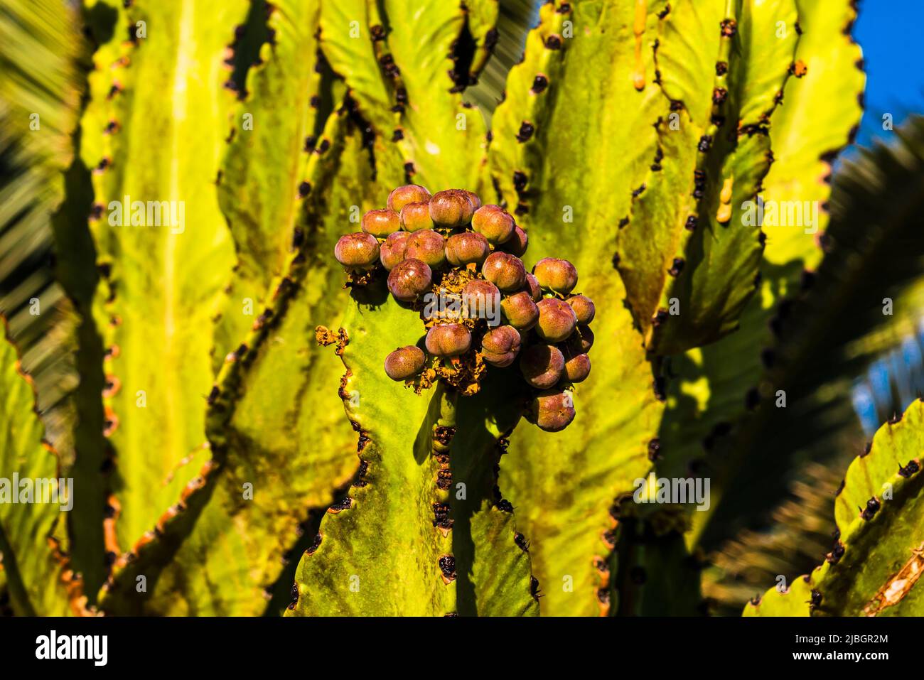 Red fruits of the Candelabra Cactus (Euphorbia canariensis) in the spring, volcanic landscape, near Puerto Calero, Lanzarote, Spain Stock Photo