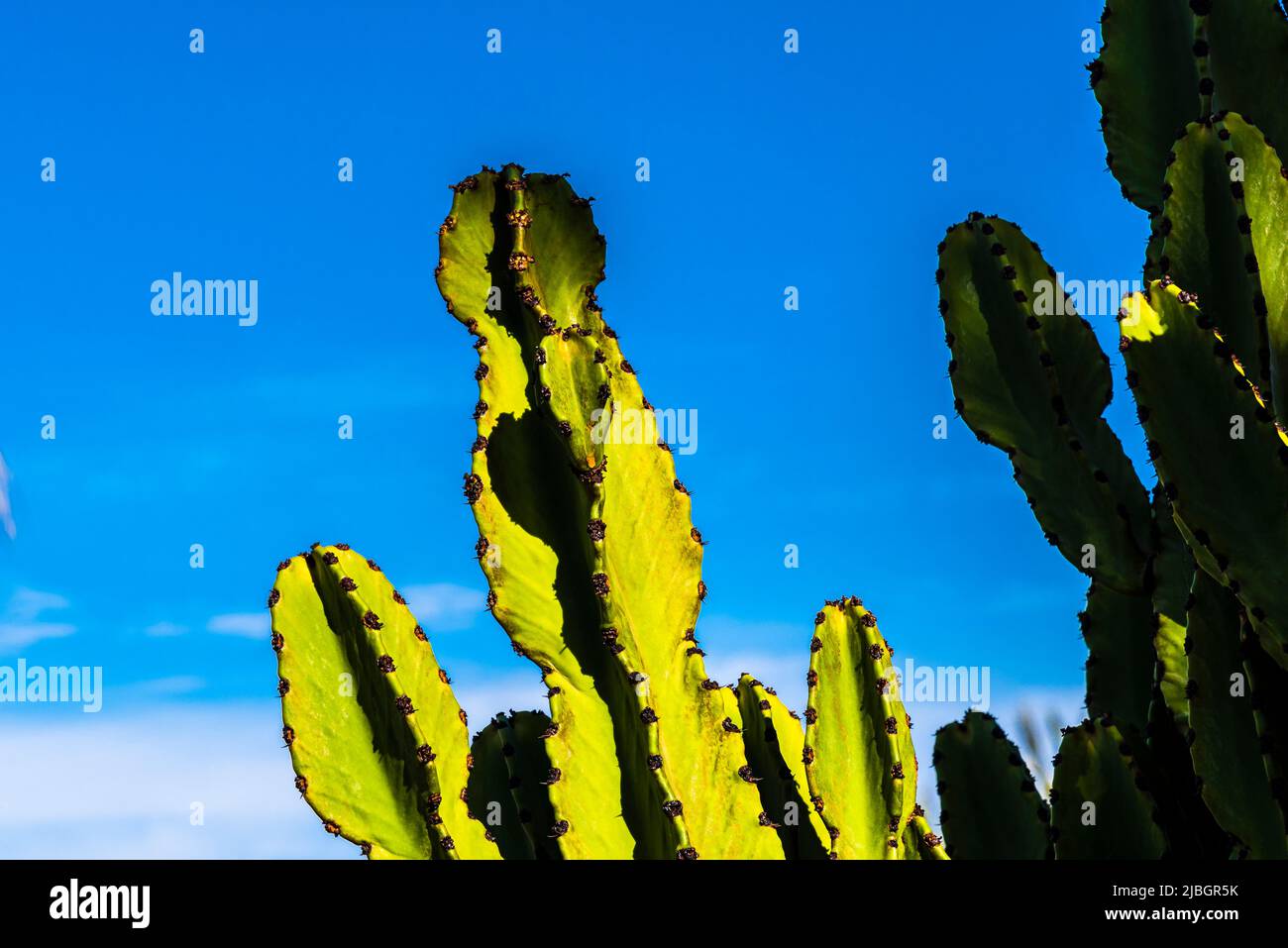 Candelabra Cactus (Euphorbia canariensis) in the spring, volcanic landscape, near Puerto Calero, Lanzarote, Spain Stock Photo