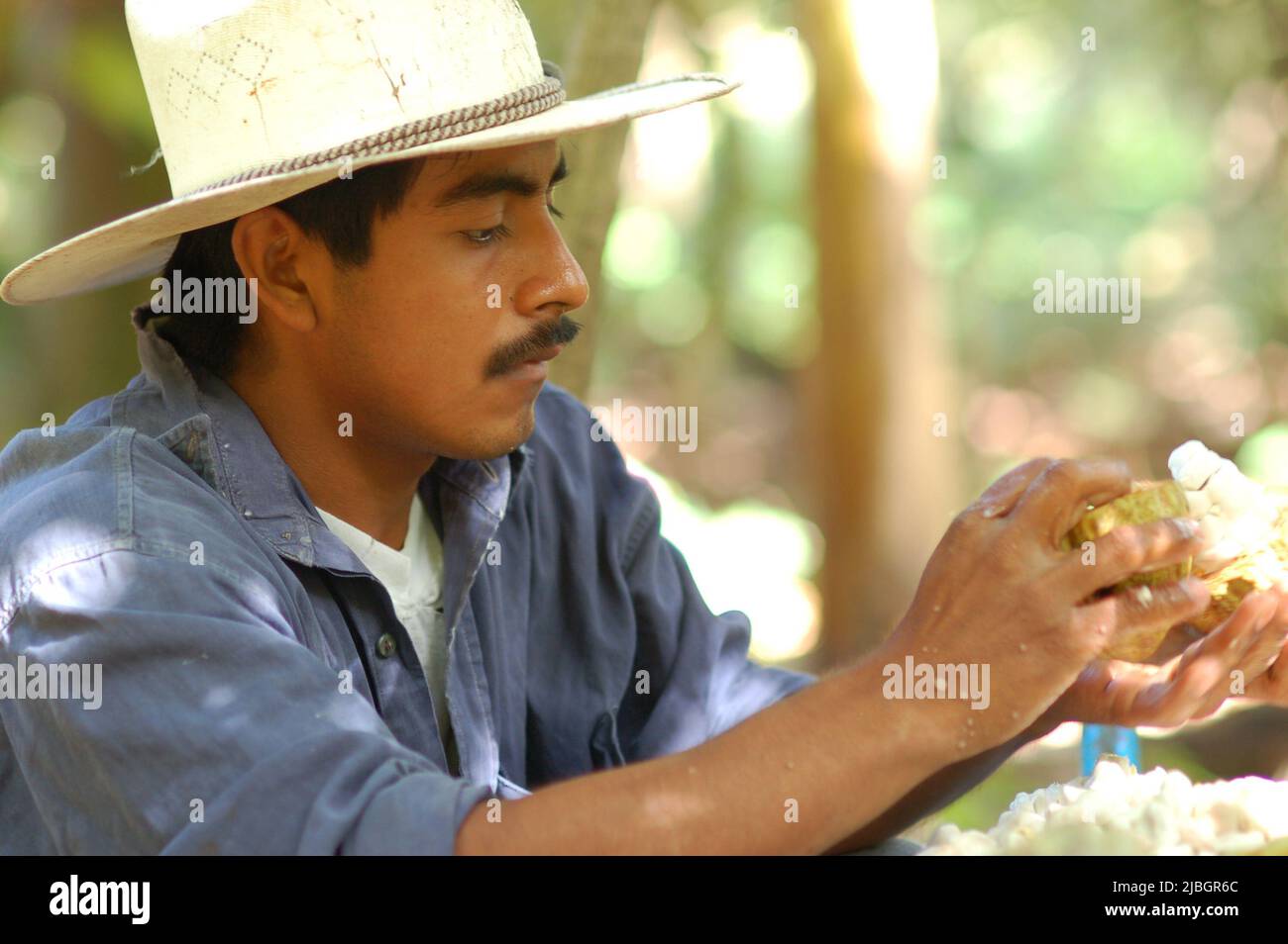 A campesino removing seeds from a cacao pod. Stock Photo
