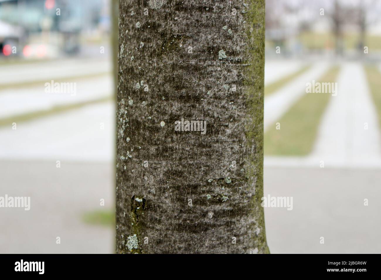 The close up image of tree trunk in park, Berlin, Germany Stock Photo
