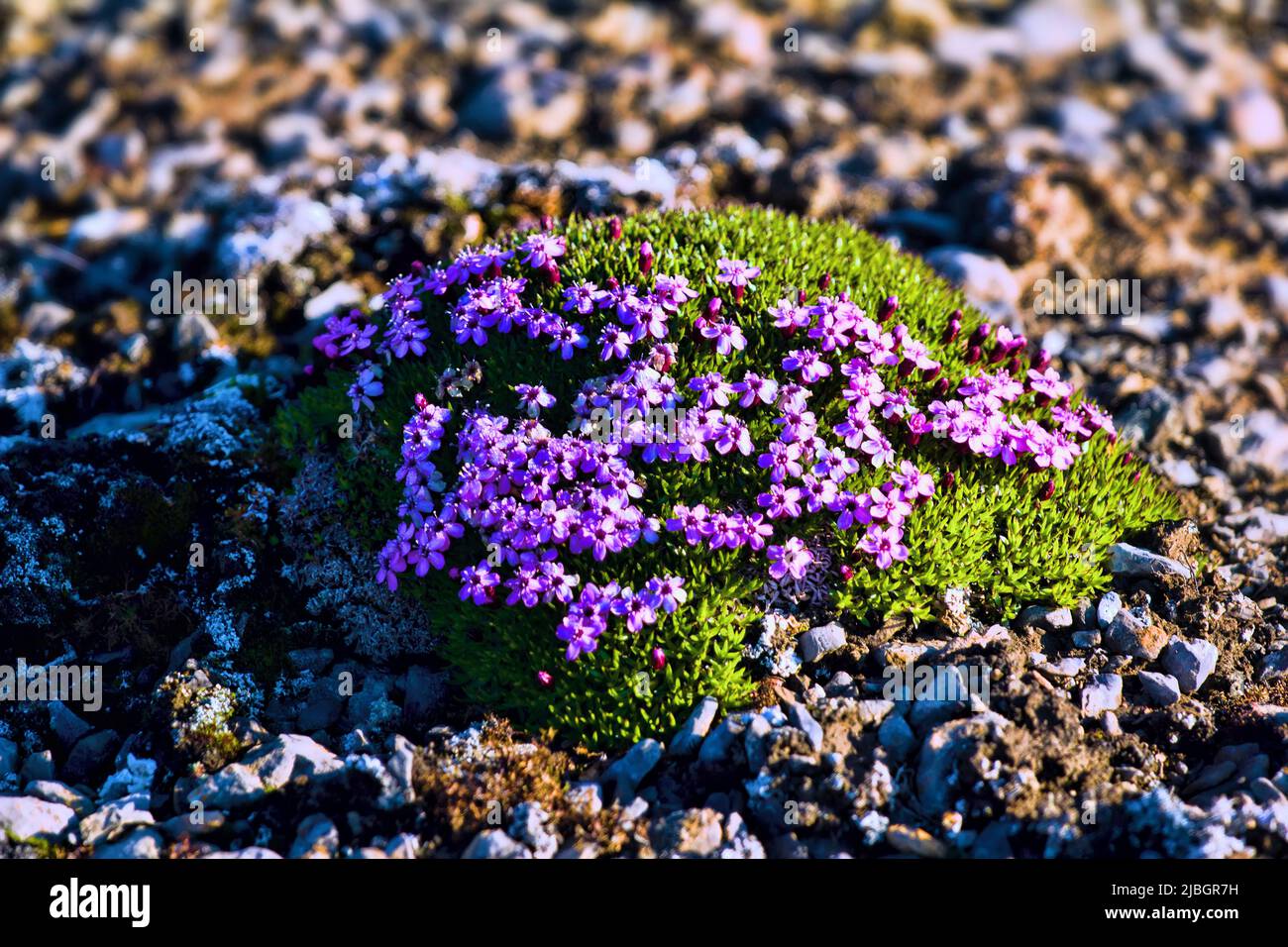 Plant ecology. Cold-resistant cushions (clumps) forms, plant association based on purple saxifrage (Saxifraga oppositifolia) in polar desert (cold des Stock Photo