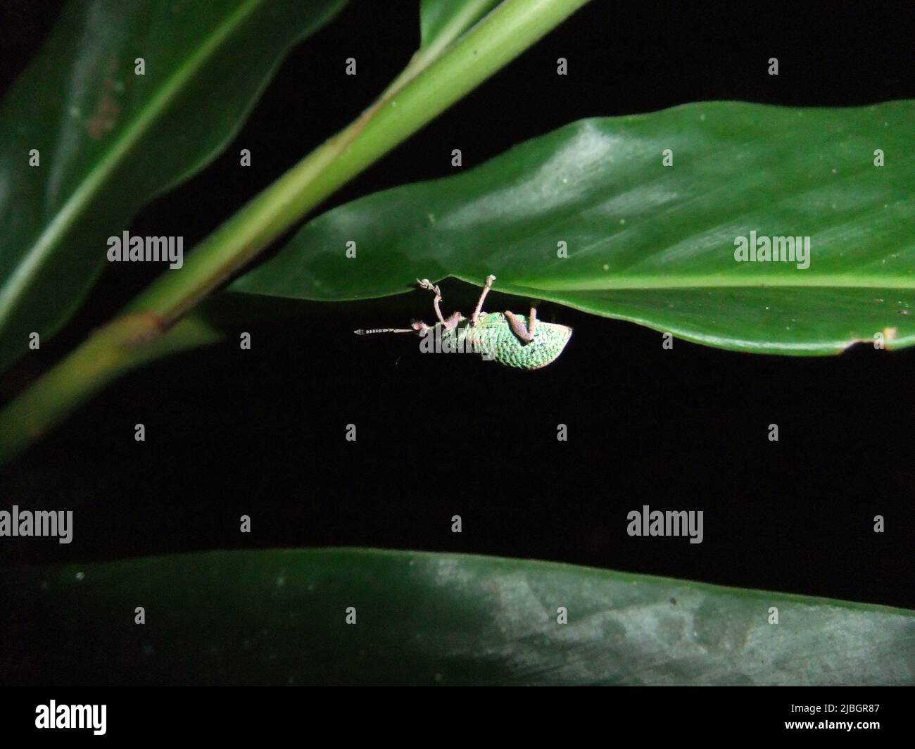 Green Immigrant Leaf Weevils (Polydrusus sericeus) isolated on a green tropical leaf with a dark background Stock Photo