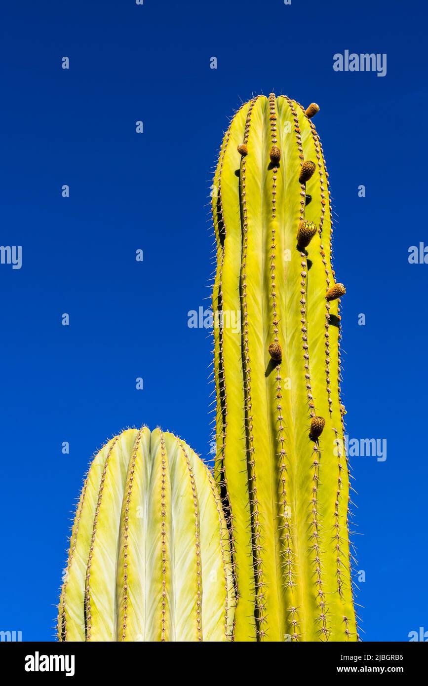 Two stems of an Organ Pipe Cactus (Stenocereus thurberi) in the spring, volcanic landscape, near Puerto Calero, Lanzarote, Spain Stock Photo