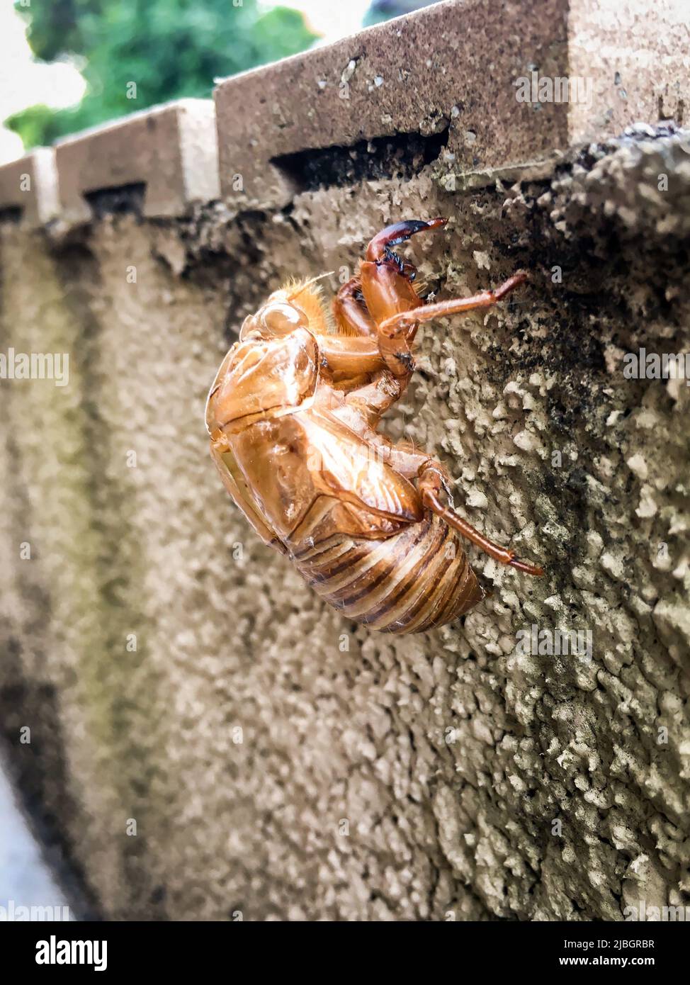 The close up of cicada's shell on the wall, Japan. Stock Photo
