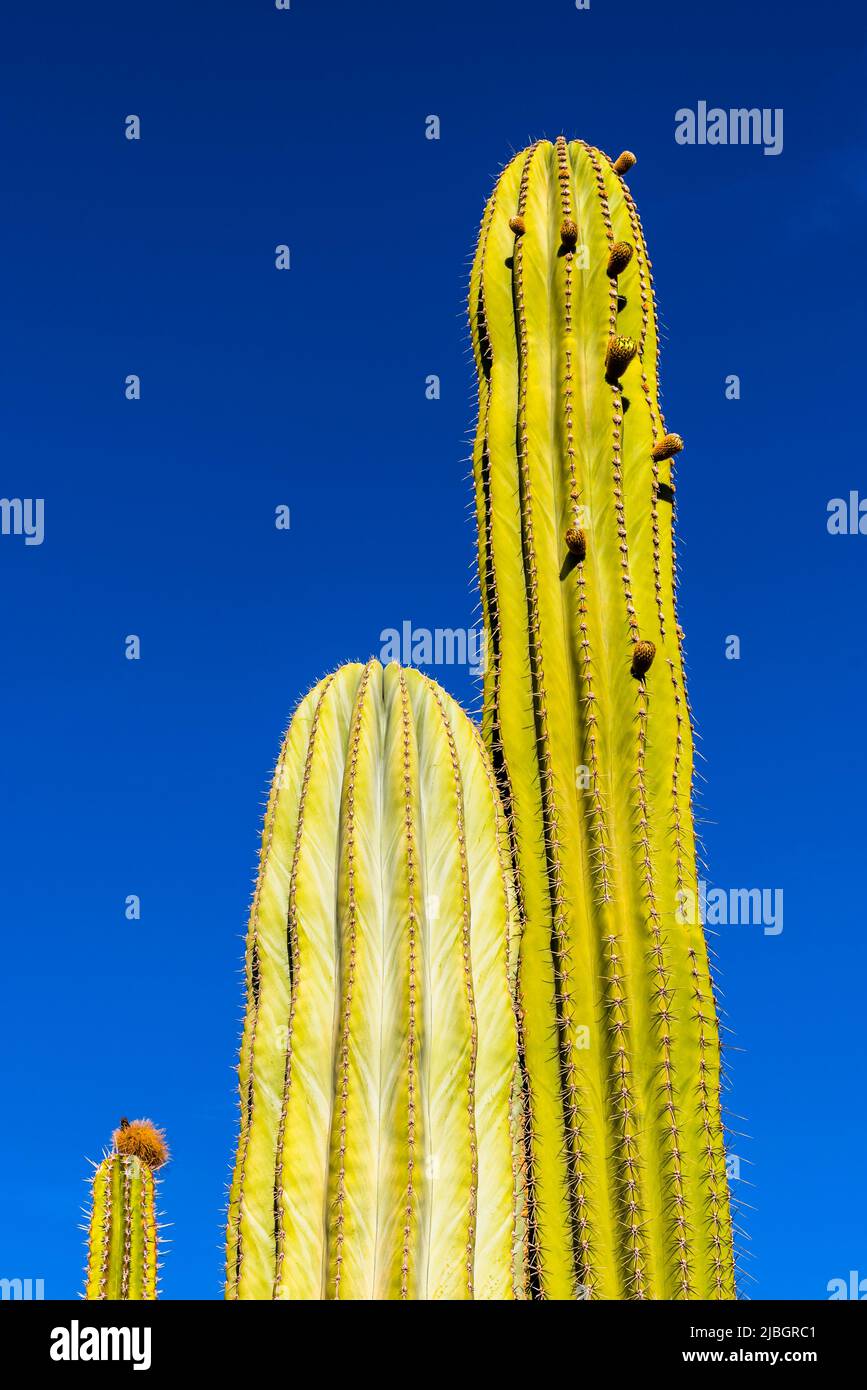 Three stems of an Organ Pipe Cactus (Stenocereus thurberi) in the spring, volcanic landscape, near Puerto Calero, Lanzarote, Spain Stock Photo