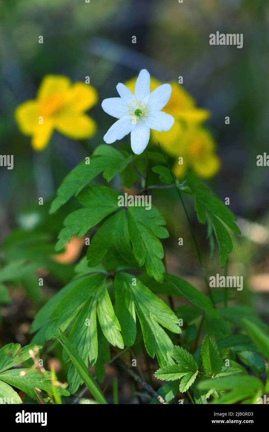 European wood anemone (Anemone nemorosa) flower on a background of yellow flowers in a meadow Stock Photo