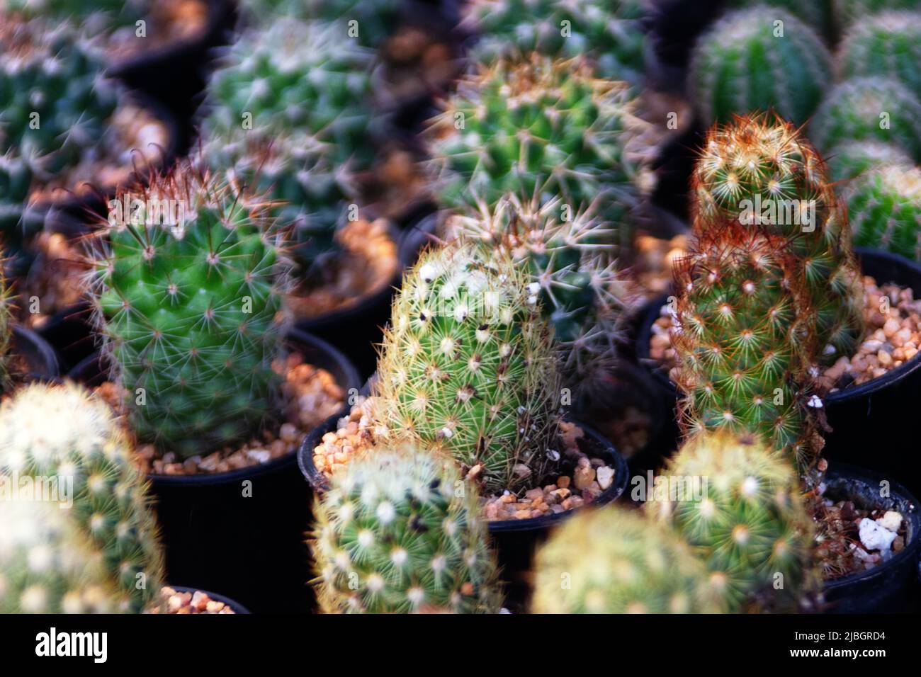Cactus and milkweed breeding. Mammillaria Stock Photo