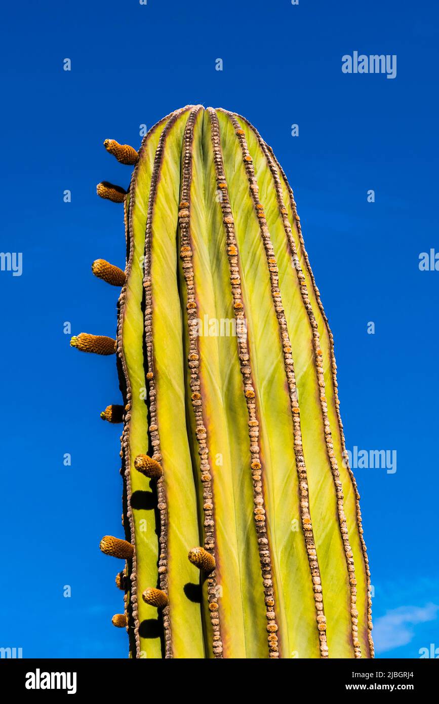 Flowers of the Organ Pipe Cactus (Stenocereus thurberi) in the spring, volcanic landscape, near Puerto Calero, Lanzarote, Spain Stock Photo