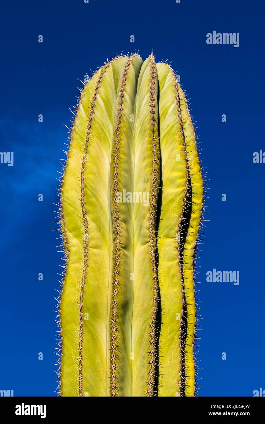 Single stem of an Organ Pipe Cactus (Stenocereus thurberi) in the spring, volcanic landscape, near Puerto Calero, Lanzarote, Spain Stock Photo