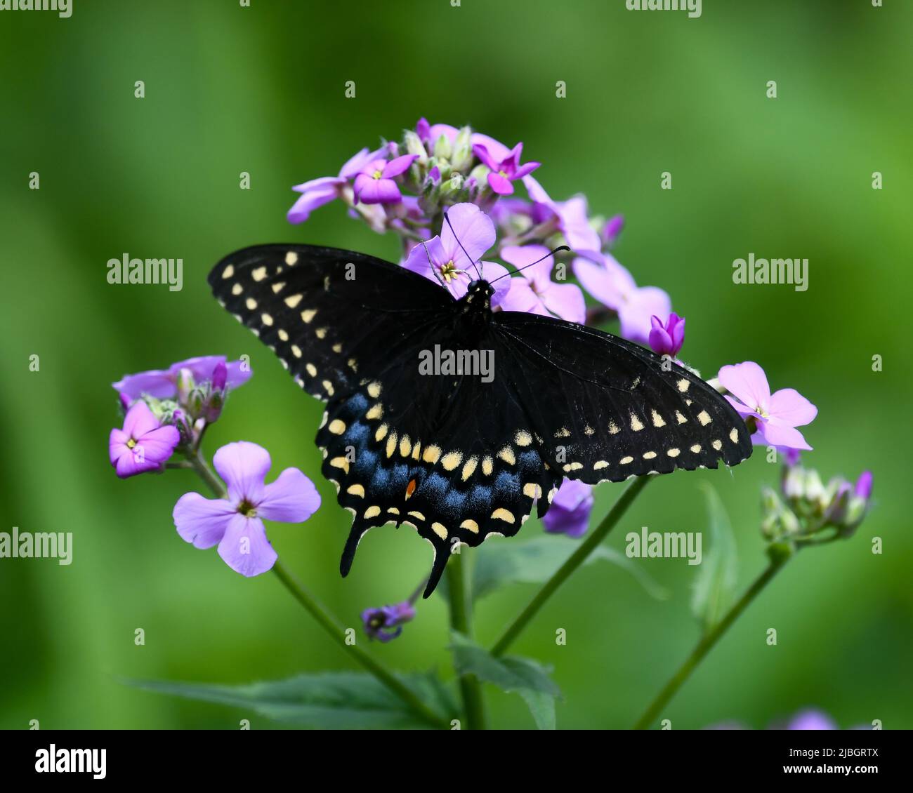 A black swallowtail butterfly, Papilio polyxenes,  pollinating Dame's Rocket, Hesperis matronalis, flowers in a garden Stock Photo