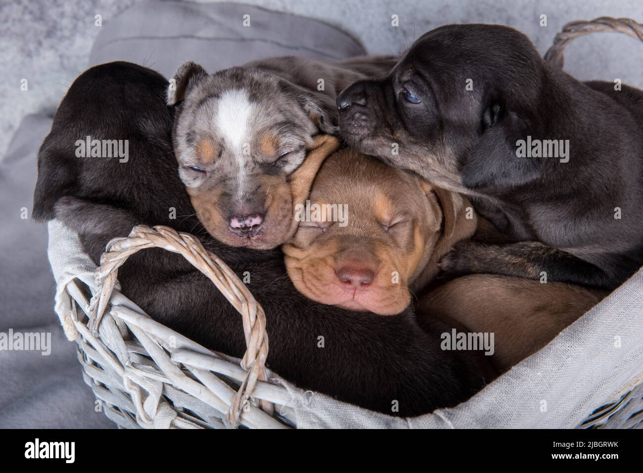 Four Louisiana Catahoula Leopard Dogs puppies on gray background Stock Photo