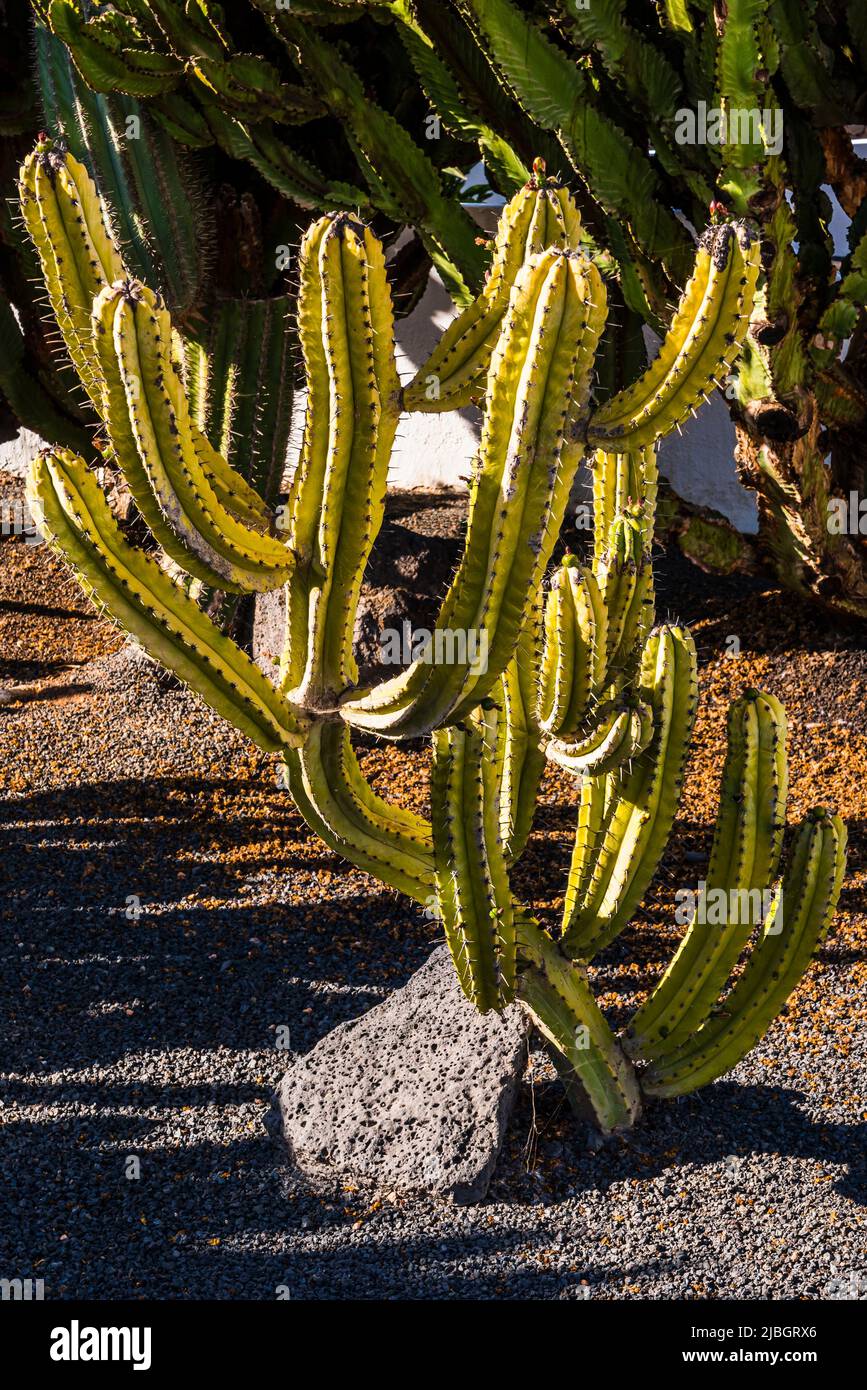 A young bush of the Organ Pipe Cactus (Stenocereus thurberi) in the spring, volcanic landscape, near Puerto Calero, Lanzarote, Spain Stock Photo