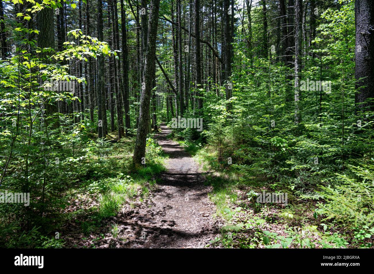 A trail through the wilderness in the Adirondack Mountains, NY USA Stock Photo