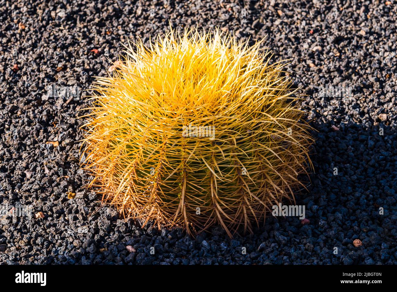 Golden Barrel Cactus (Echinocactus grusonii) in the spring, volcanic landscape, near Puerto Calero, Lanzarote, Spain Stock Photo