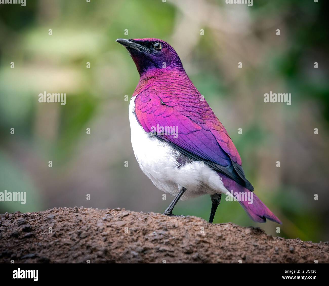 Male violet-backed starling (Cinnyricinclus leucogaster), also known as the plum-coloured starling or amethyst starling.  The male of this sexually di Stock Photo