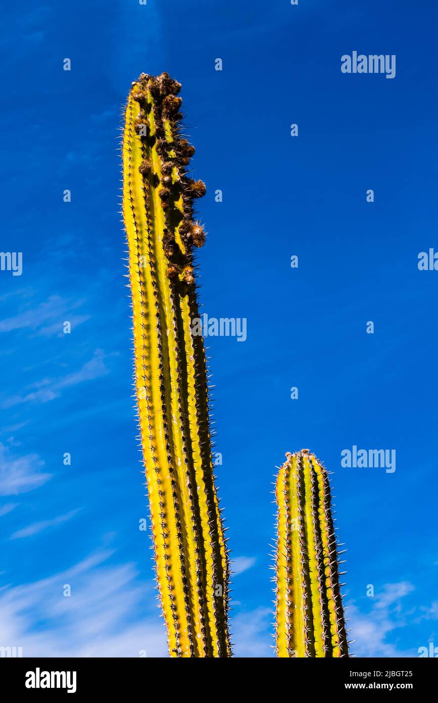 Pair of Organ Pipe Cacti (Stenocereus thurberi) in the spring, volcanic landscape, near Puerto Calero, Lanzarote, Spain Stock Photo