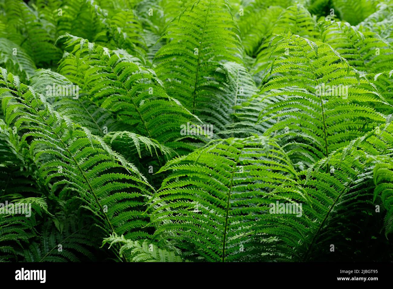 Lush green fern leaves background Stock Photo - Alamy