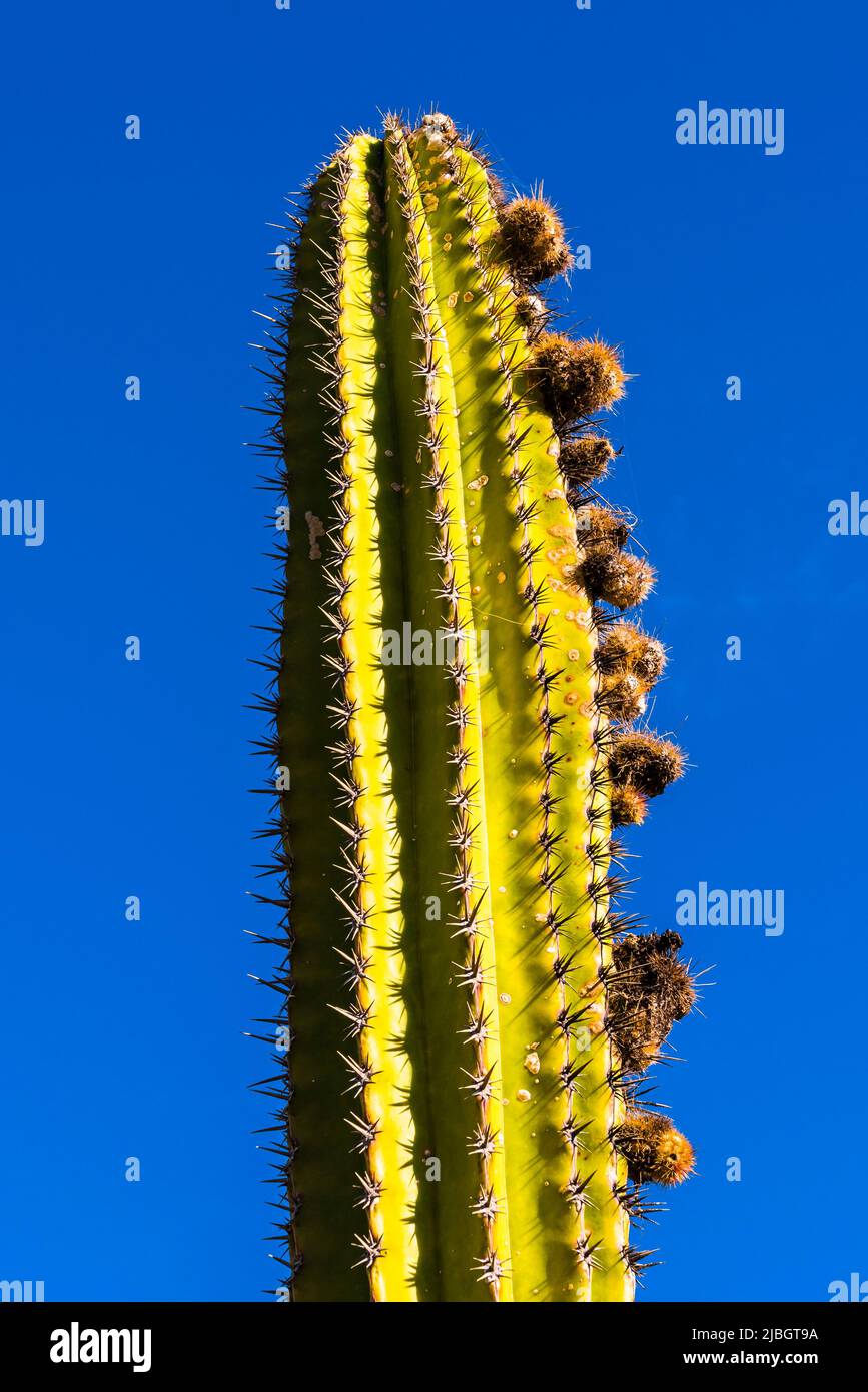 Single Organ Pipe Cactus (Stenocereus thurberi) in the spring, volcanic landscape, near Puerto Calero, Lanzarote, Spain Stock Photo