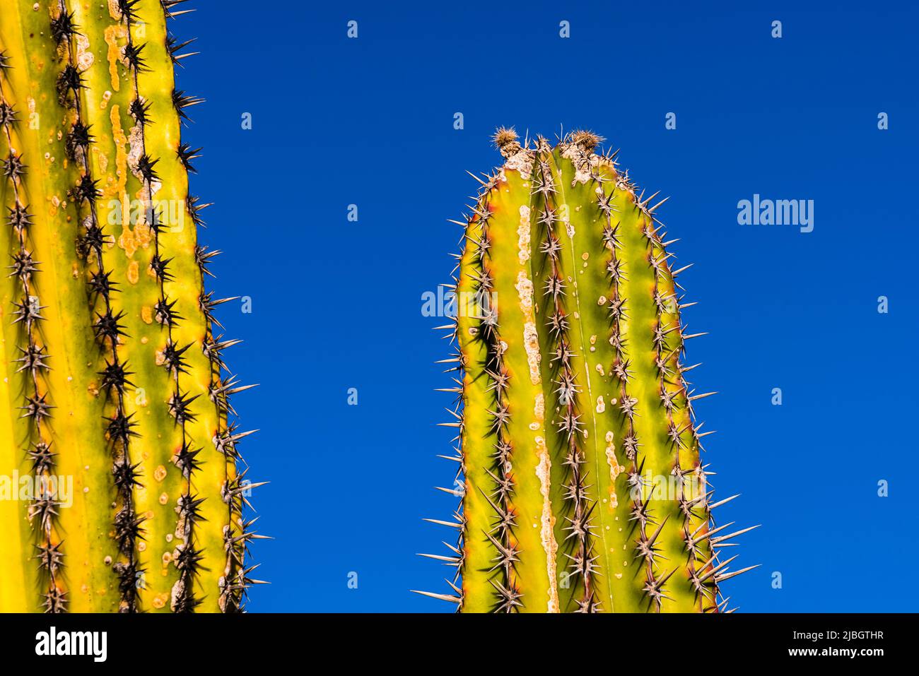 Two Organ Pipe Cacti (Stenocereus thurberi) in the spring, volcanic landscape, near Puerto Calero, Lanzarote, Spain Stock Photo