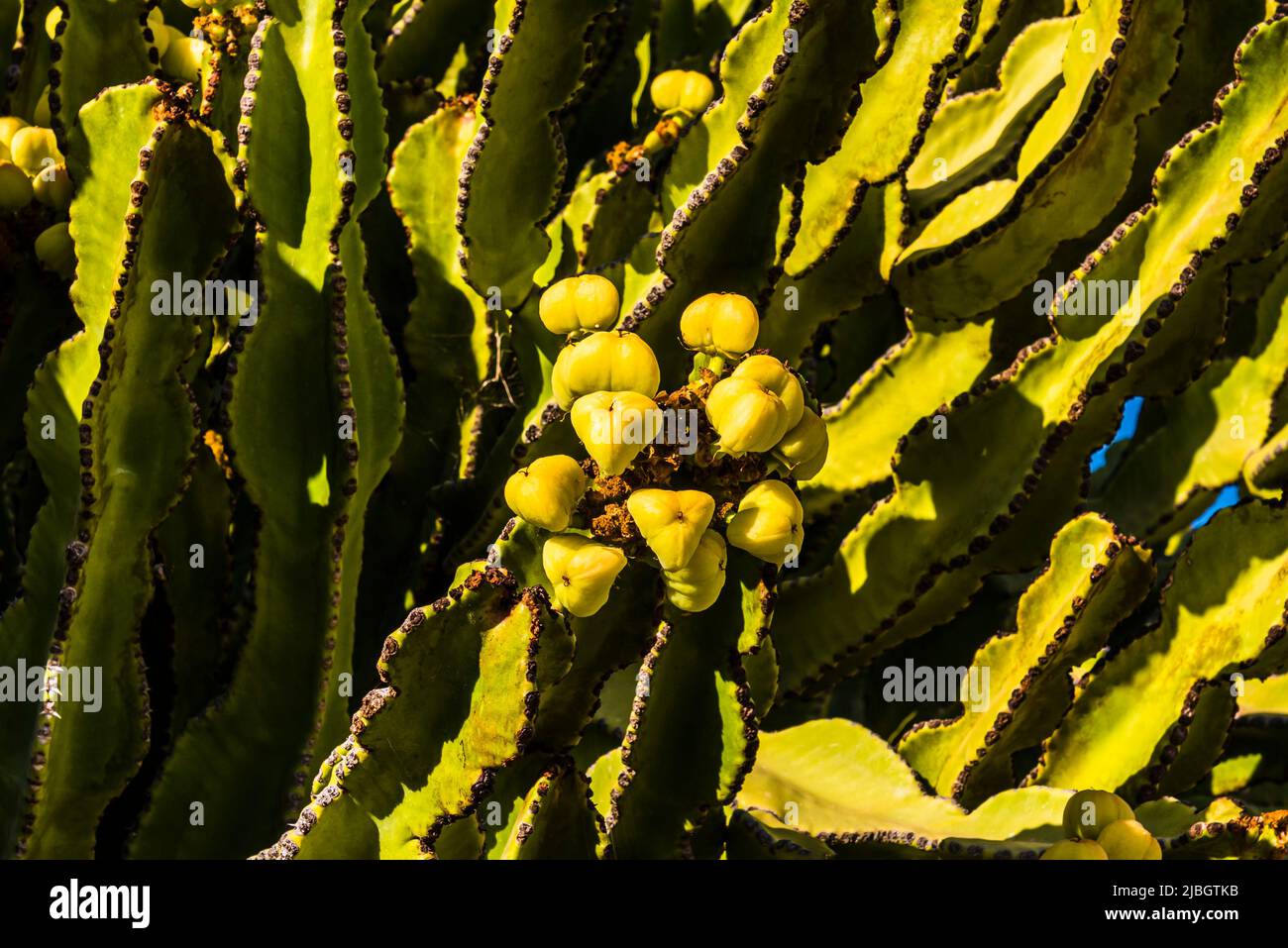 Yellow fruit of the Candelabra Cactus (Euphorbia canariensis) in the spring, volcanic landscape, near Puerto Calero, Lanzarote, Spain Stock Photo