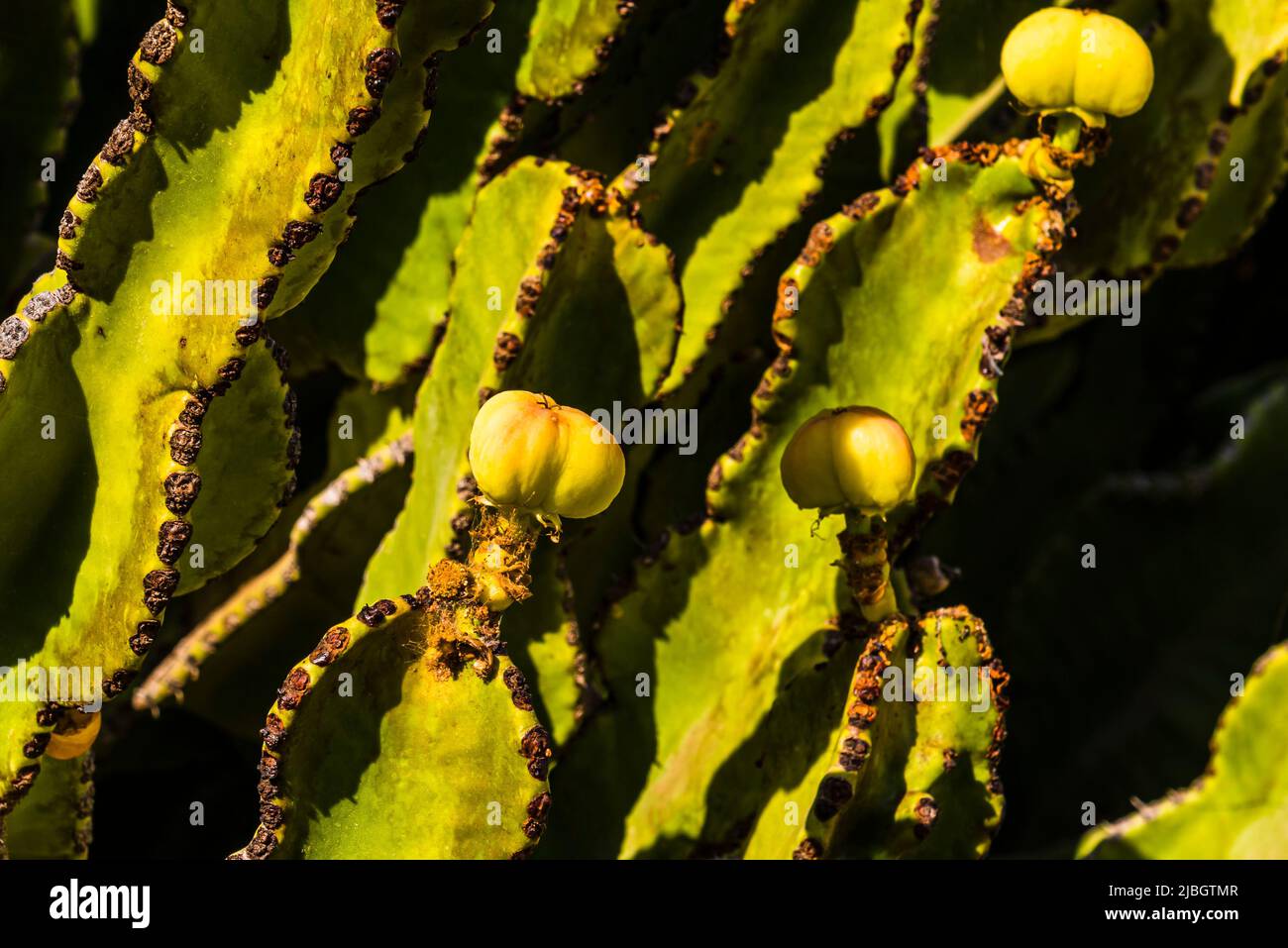 Yellow fruits of the Candelabra Cactus (Euphorbia canariensis) in the spring, volcanic landscape, near Puerto Calero, Lanzarote, Spain Stock Photo