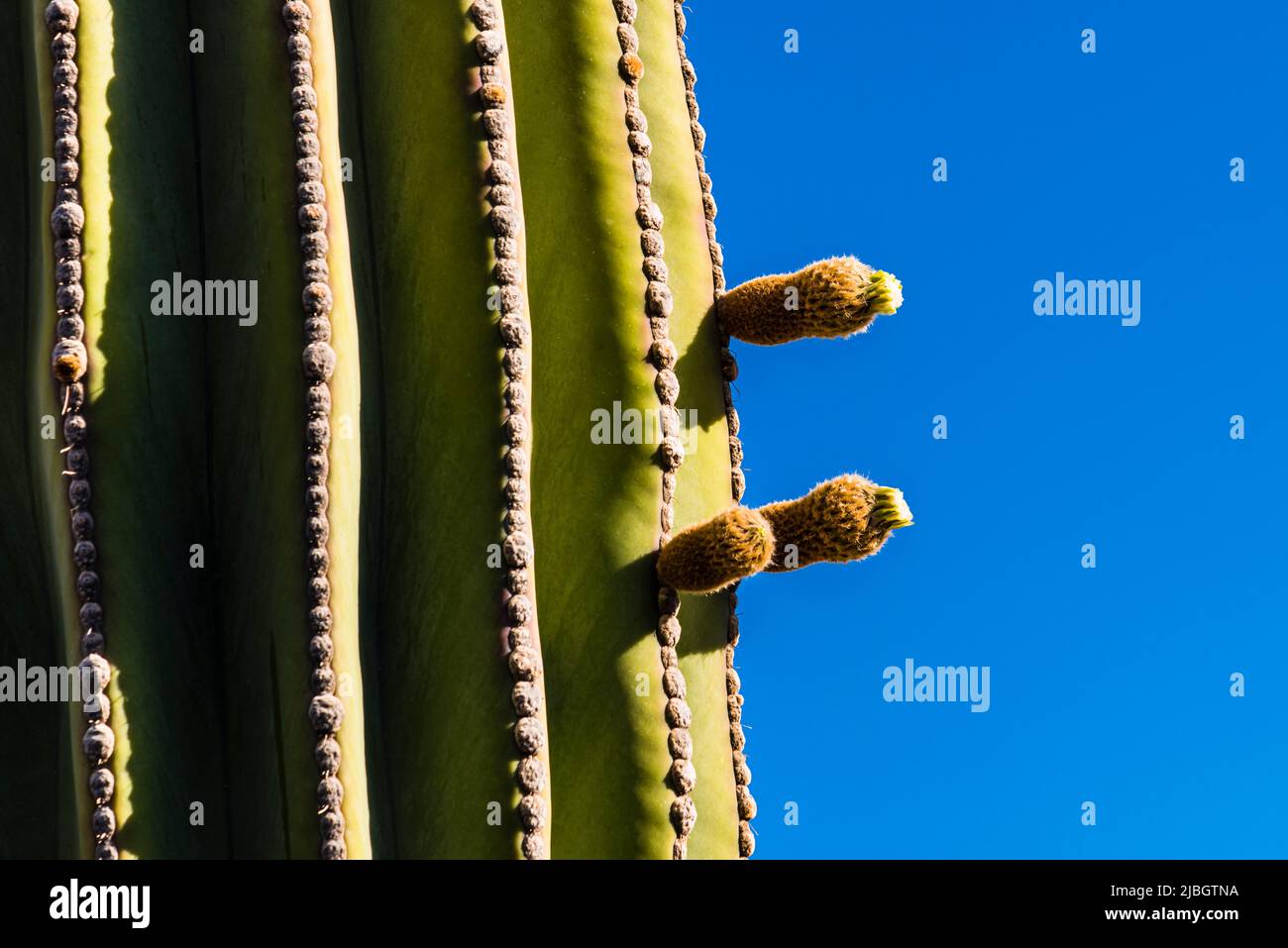 Yellow flowers of the Organ Pipe Cactus (Stenocereus thurberi) in the spring, volcanic landscape, near Puerto Calero, Lanzarote, Spain Stock Photo