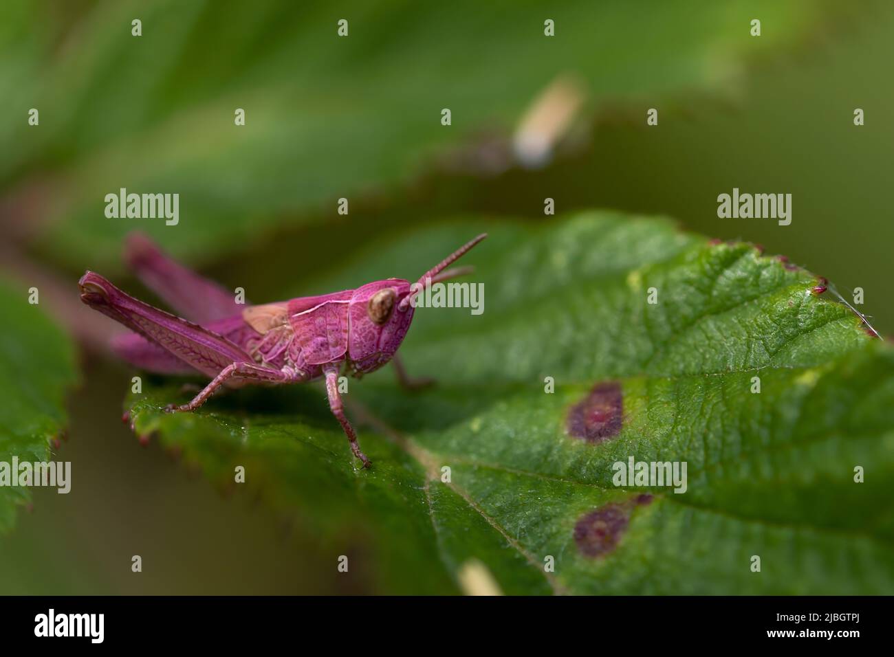 grasshopper on a bramble leaf in the sun. genetic mutation called erythrism, absence of black pigment. bug for camouflage. Macro photography. Space fo Stock Photo