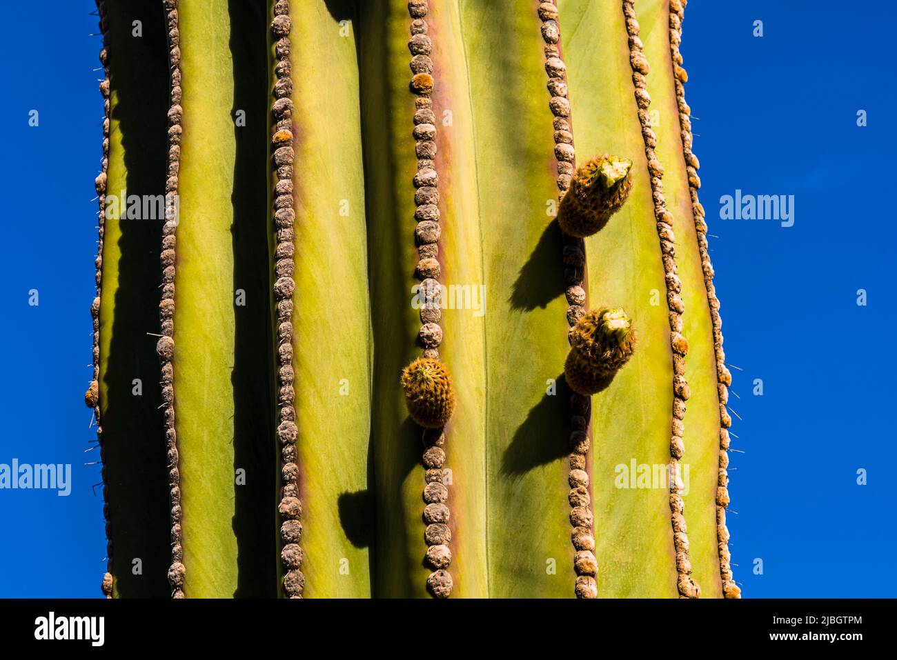 Yellow flowers of the Organ Pipe Cactus (Stenocereus thurberi) in the spring, volcanic landscape, near Puerto Calero, Lanzarote, Spain Stock Photo