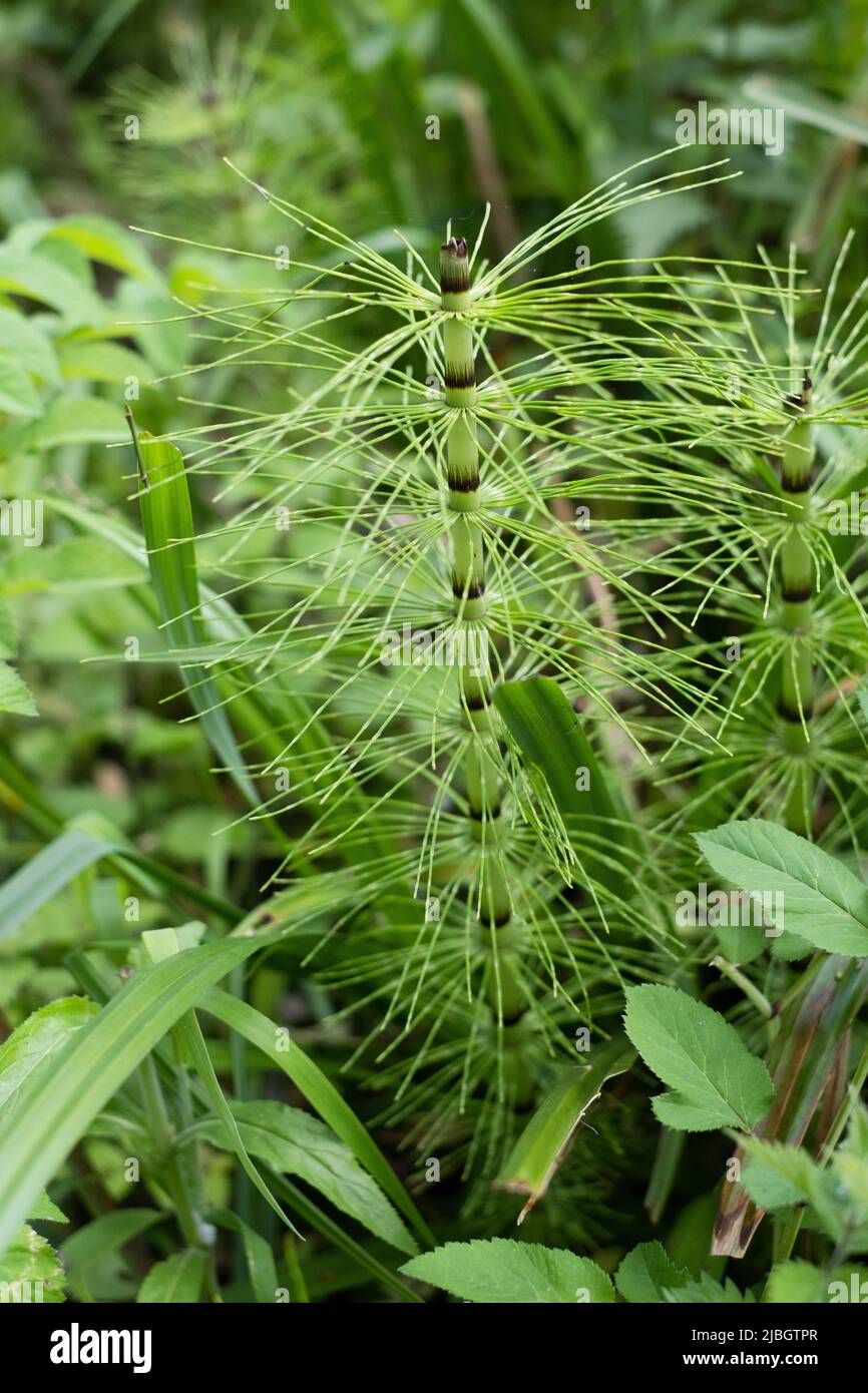 Hippuris vulgaris, mare
