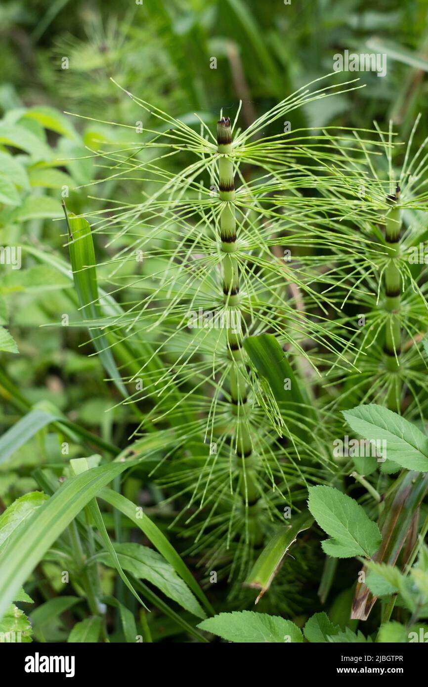 Hippuris vulgaris, mare's-tail Stock Photo