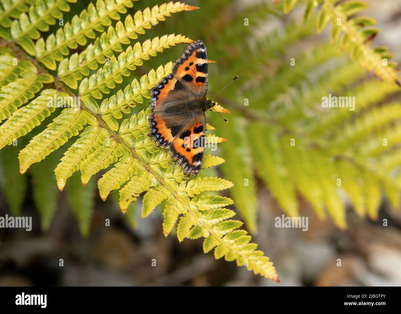 Small Tortoiseshell Butterfly Stock Photo