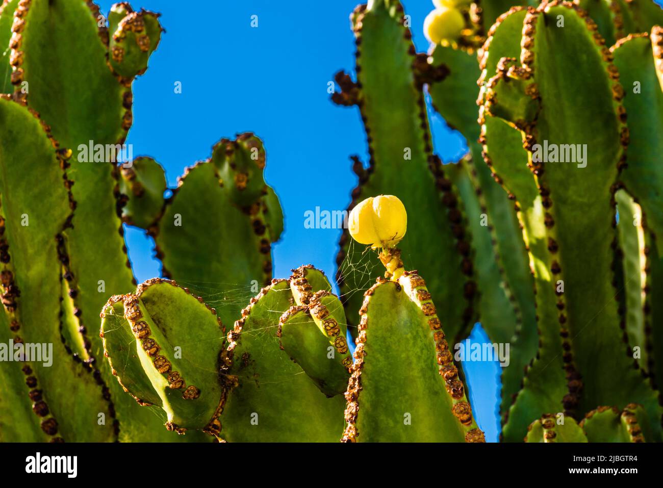 Yellow fruit of the Candelabra Cactus (Euphorbia canariensis) in the