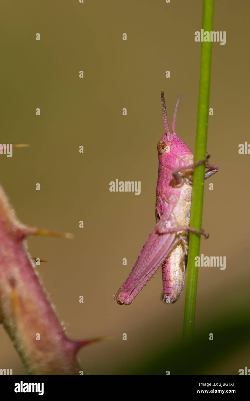 pink grasshopper with erythrism clinging to a grass. genetic mutation, camouflage problems. unique individuals. Copy space. Macro photography Stock Photo