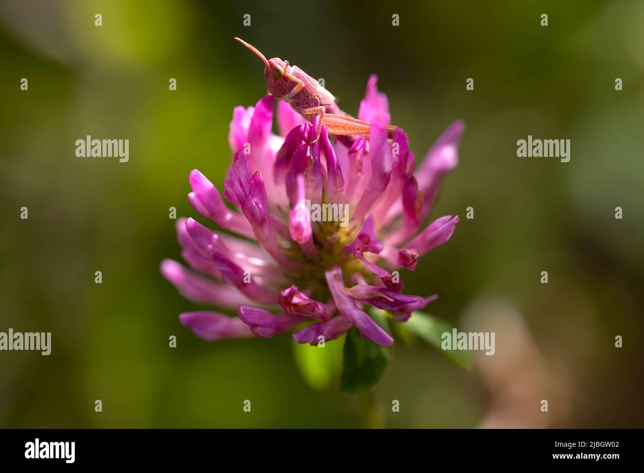 horizontal image of a pink grasshopper with erythrism camouflaged in a pink flower. Macro photography with space for copy. Rare wildlife Stock Photo