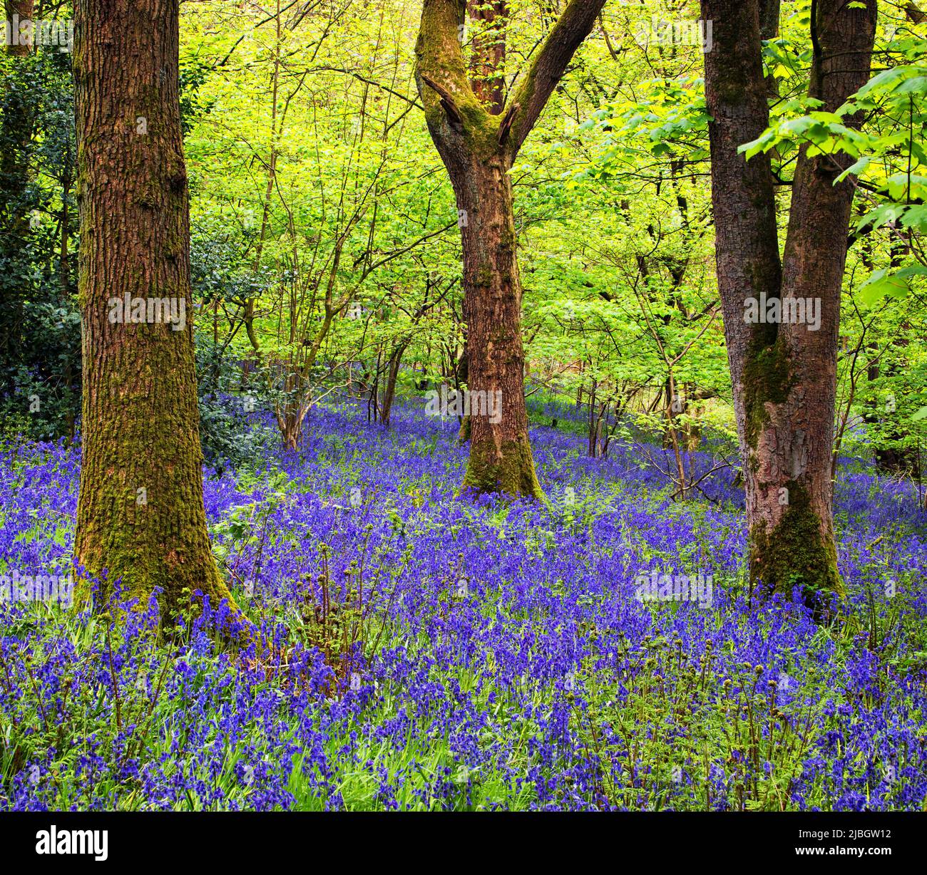 Bluebells in natural woodland, in an intimate abstract square format Stock Photo