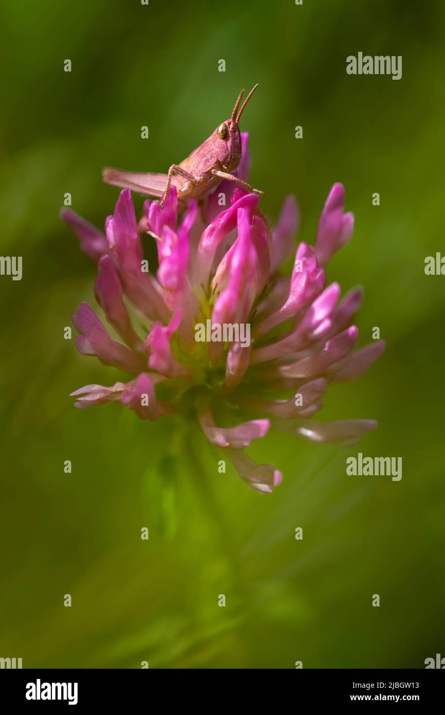 vertical macro photo of a pink grasshopper with erythrism perched on a pink flower, camouflaged. green background with space for copy. unique specimen Stock Photo