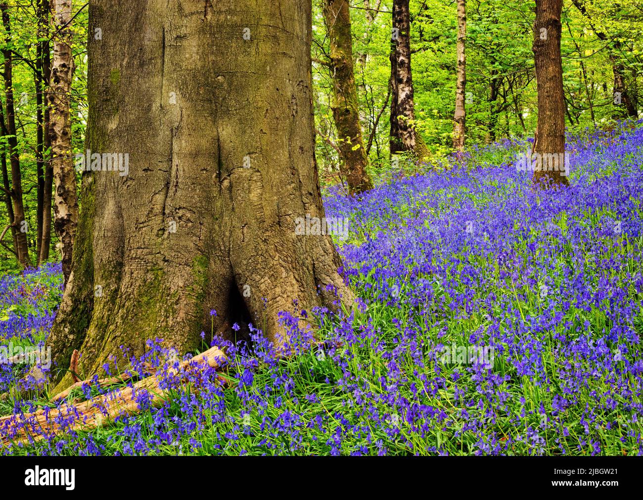 Bluebells nestled against a dominant tree trunk in natural woodland Stock Photo