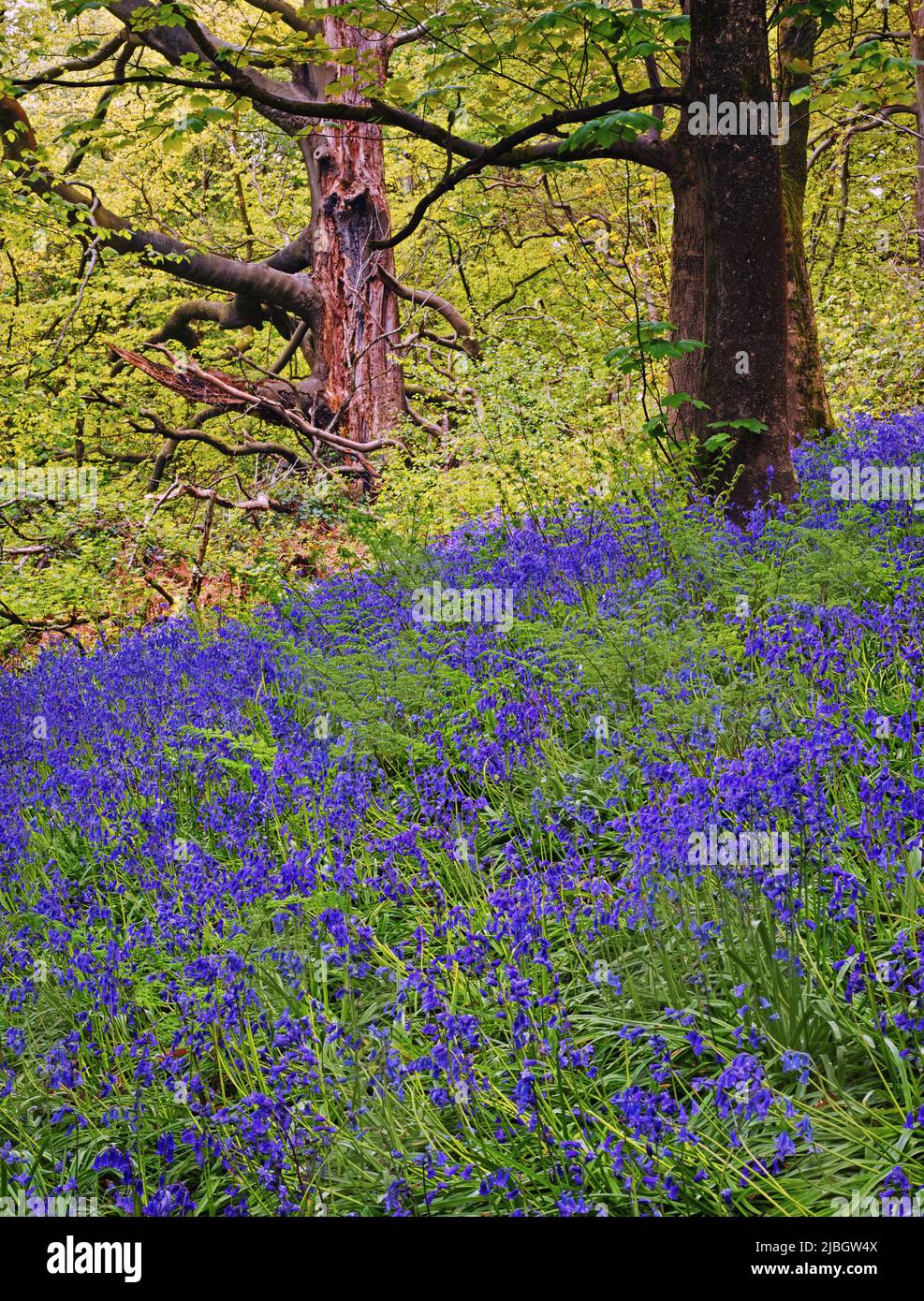 Bluebells on a bank, with a dominant back-lit tree in the background, in portrait format. Stock Photo
