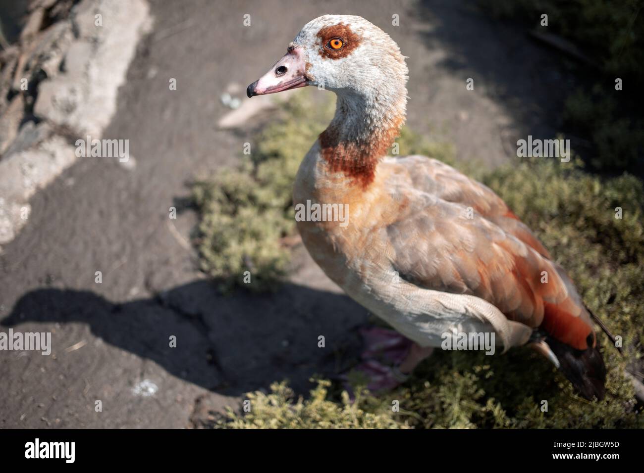 The Egyptian goose (Alopochen aegyptiaca) Stock Photo
