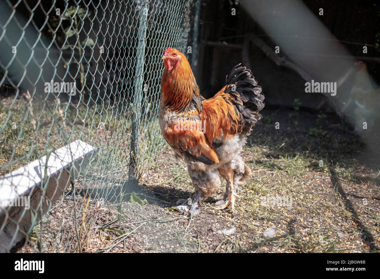 Domestic chicken in a village household coop Stock Photo