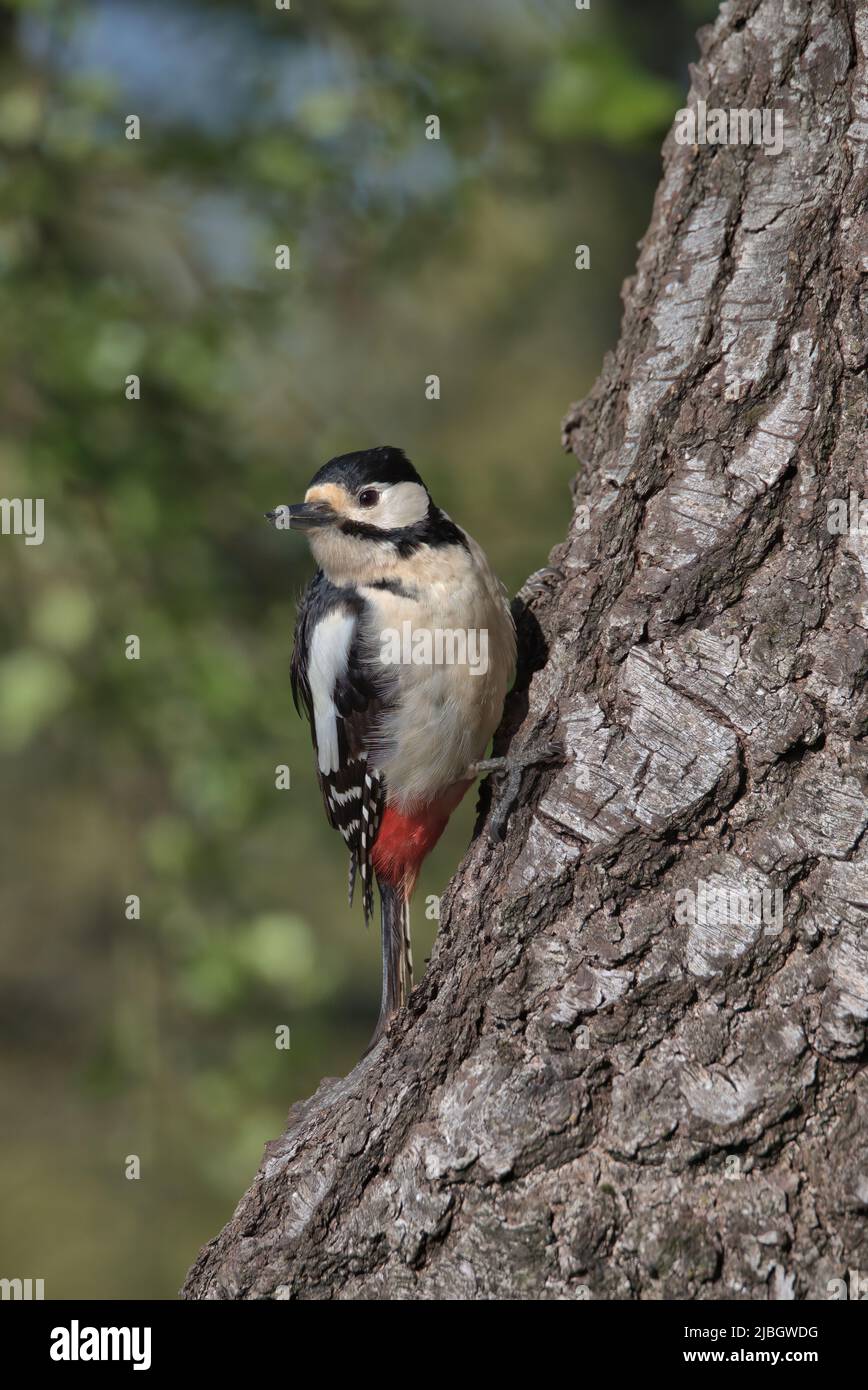 Female Great spotted woodpecker perched on the side of a tree. Stock Photo