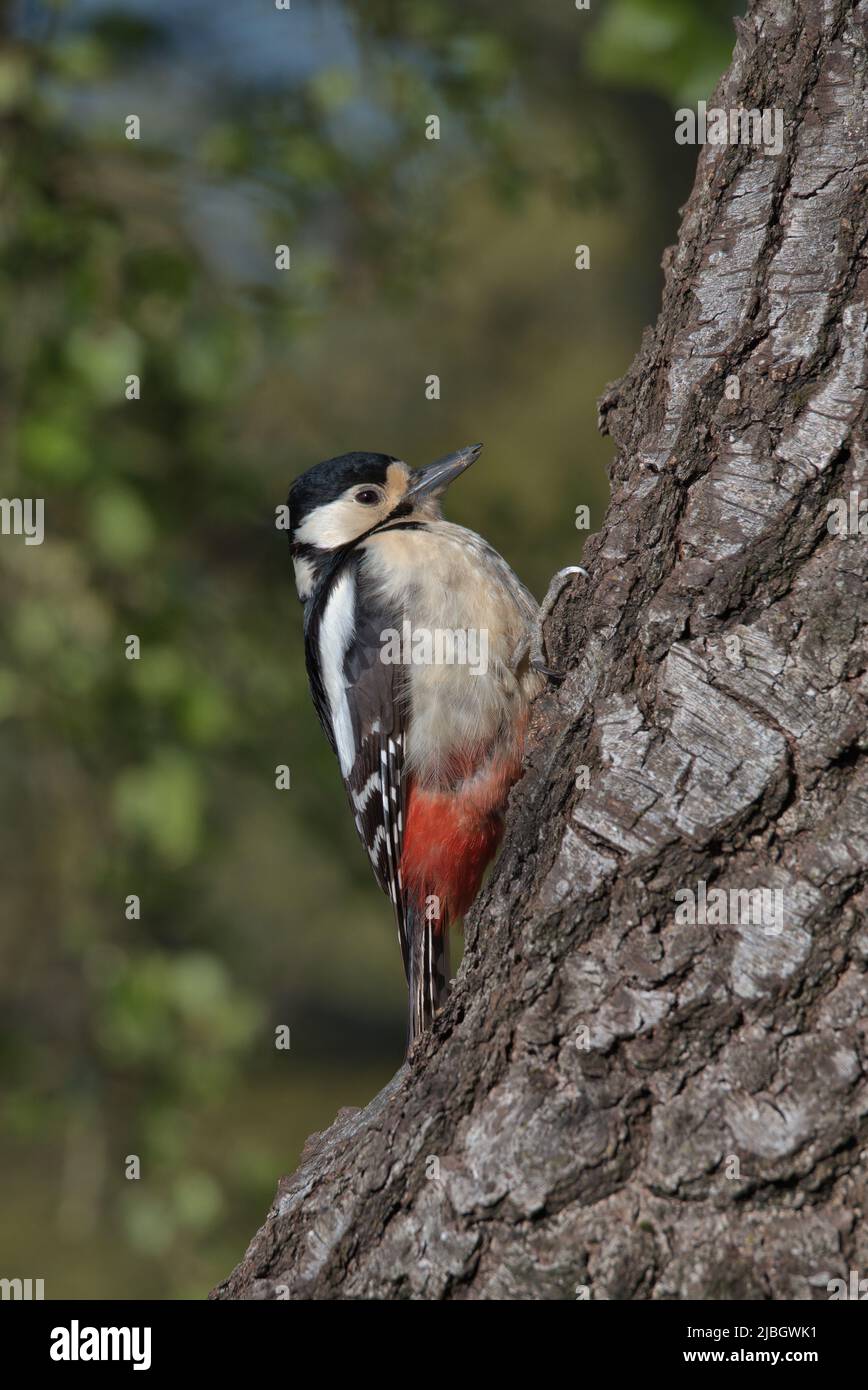 Female Great spotted woodpecker perched on the side of a tree. Stock Photo