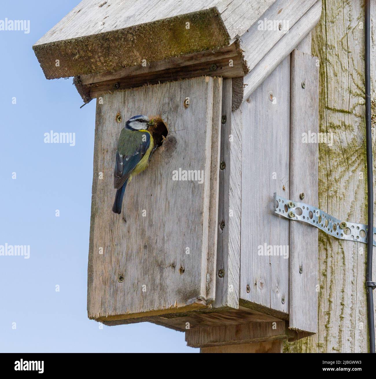 Eurasion Blue Tit Cyanistes caeruleus at nest box entrance. Stock Photo